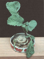 With limited space, you can grow a rutabaga in a jar lid.